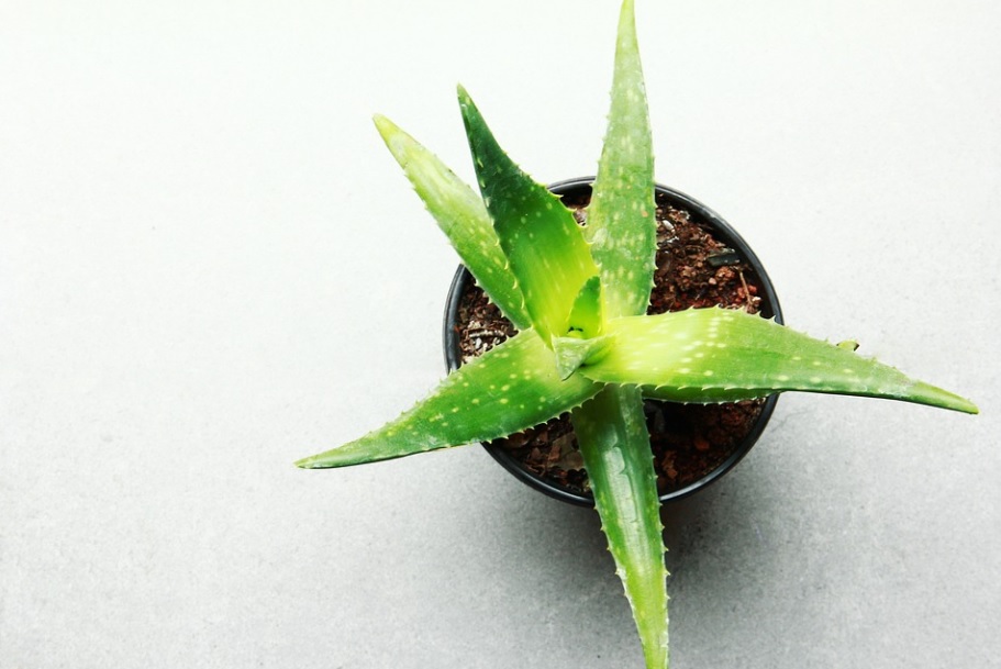 plantes d'intérieur qui purifient l'air